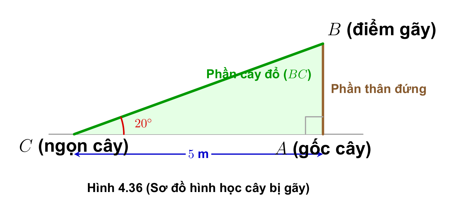 Sơ đồ hình học tam giác vuông cây gãy
